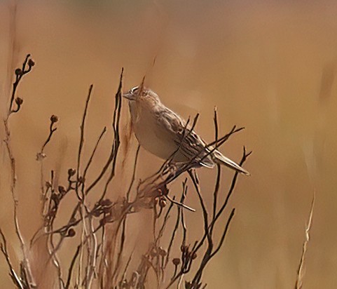 Grasshopper Sparrow - ML503014641