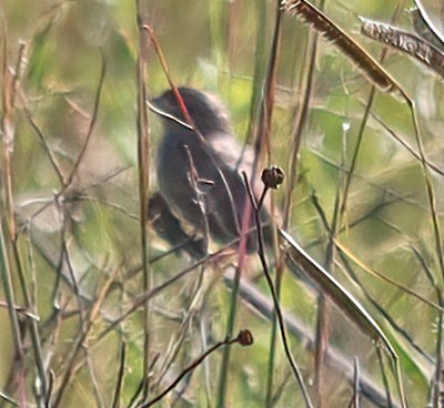 Grasshopper Sparrow - ML503014651