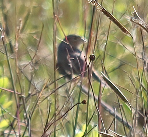 Grasshopper Sparrow - ML503014661