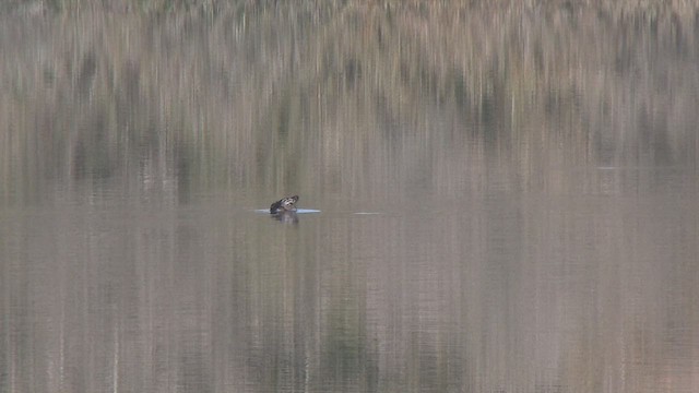 Tufted Duck - ML503014841