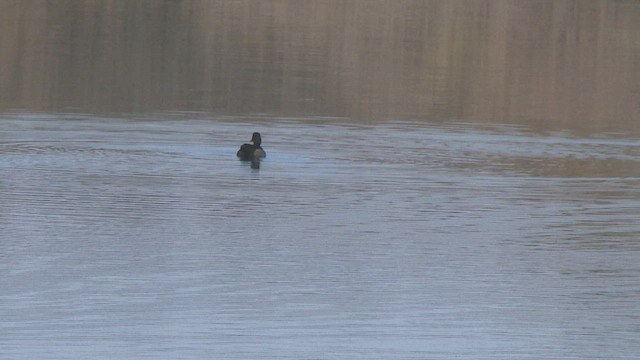 Tufted Duck - ML503014871