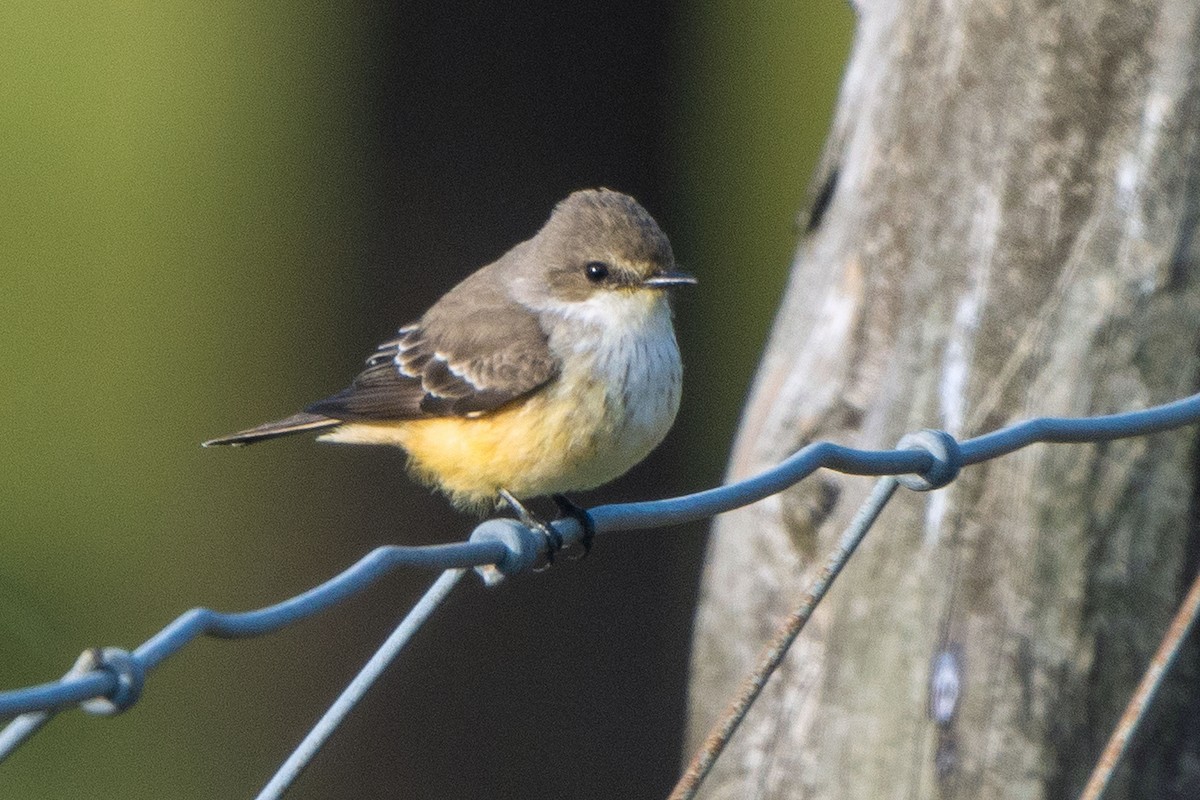 Vermilion Flycatcher - ML503016191