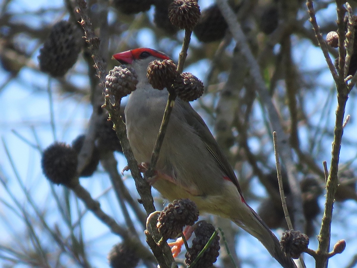 Red-browed Firetail - ML503016311