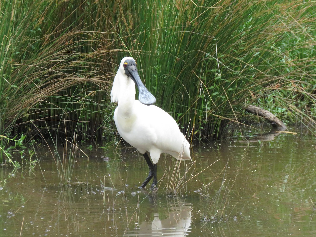 Royal Spoonbill - Stuart Ling