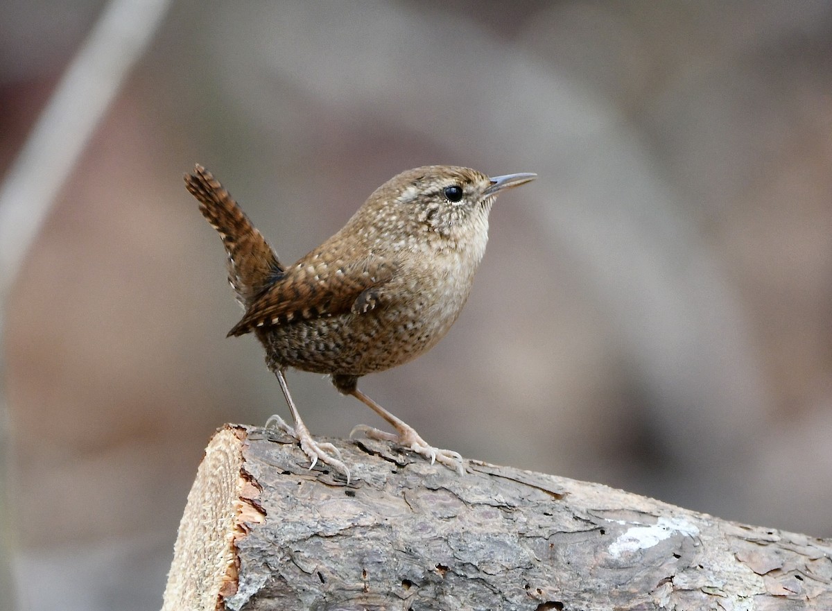 Winter Wren - Claudia Nielson