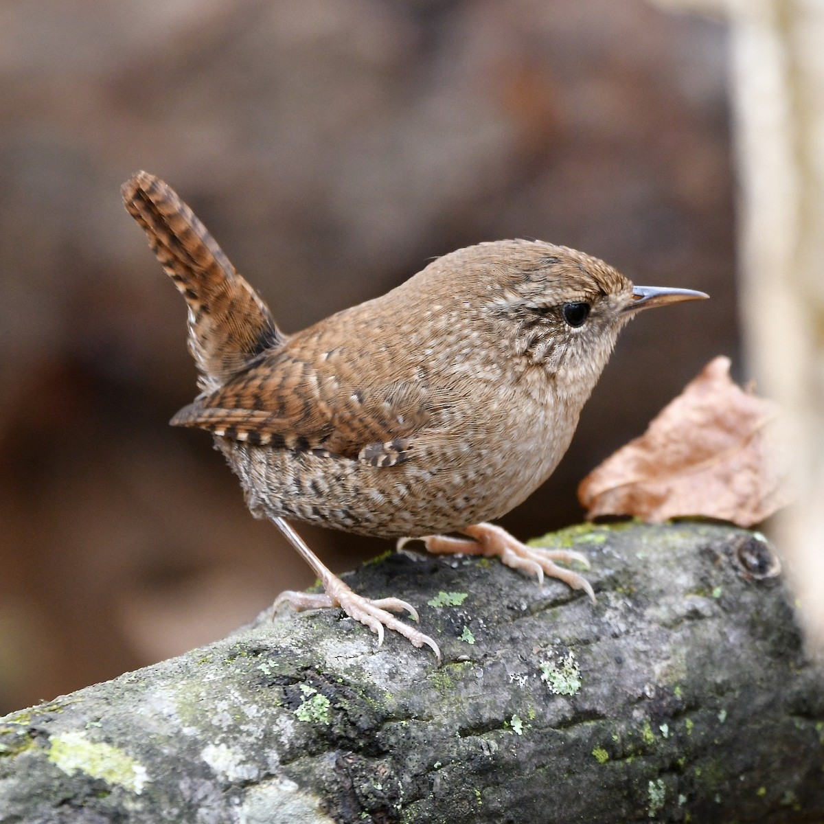 Winter Wren - Claudia Nielson