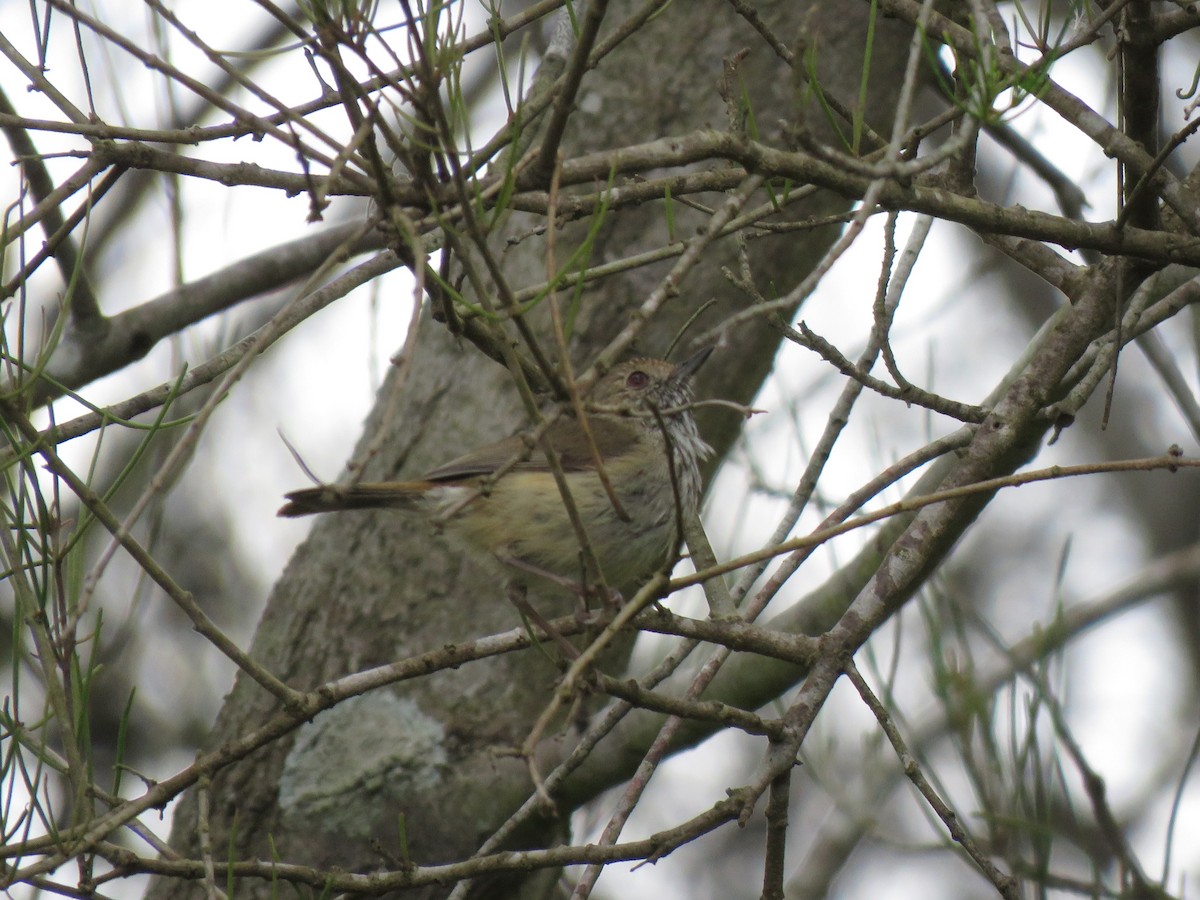 Brown Thornbill - ML503018831