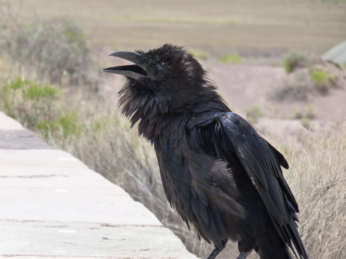 Common Raven - ML503019181