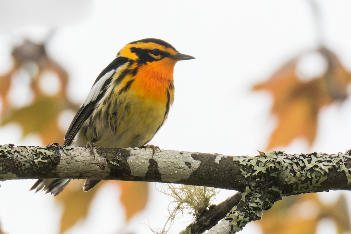 Blackburnian Warbler - ML503020711