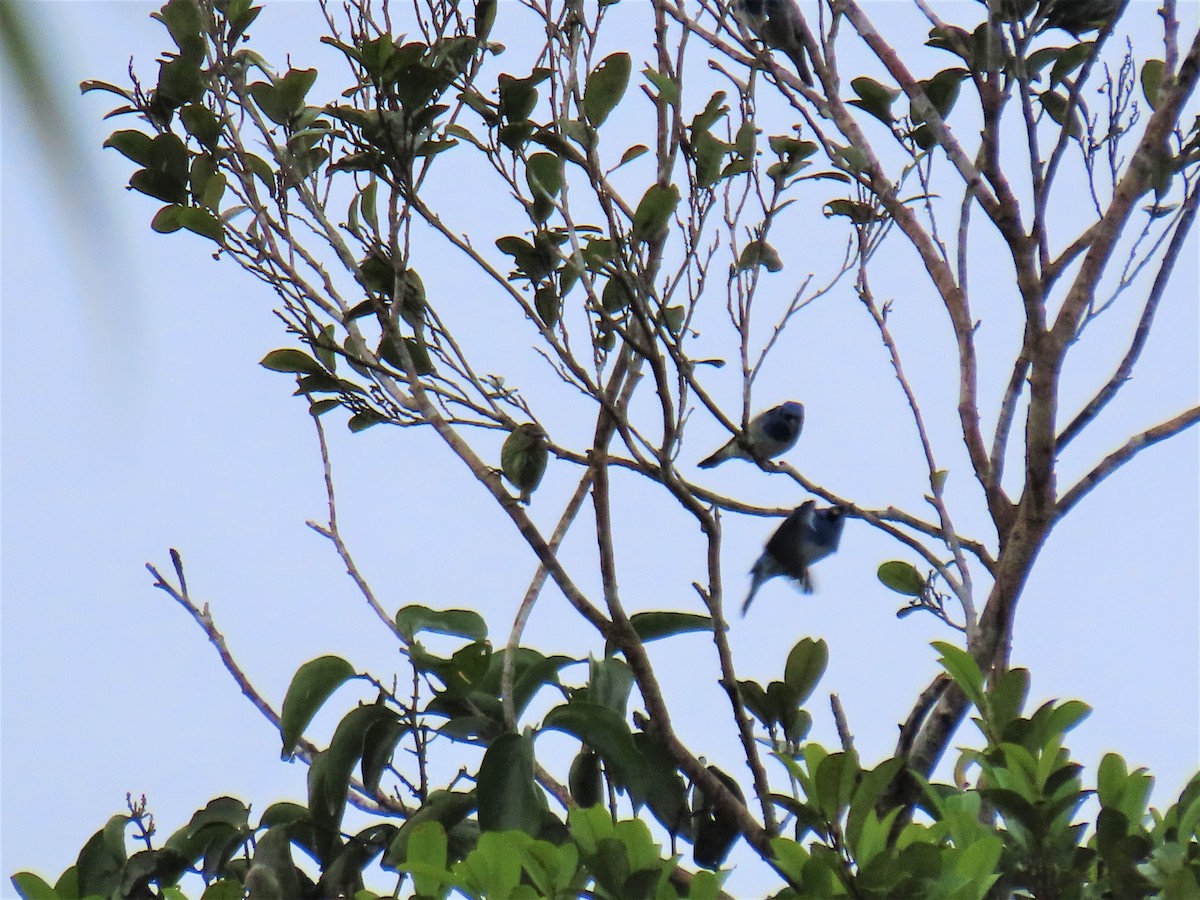 White-bellied Dacnis - Micha Weidemann