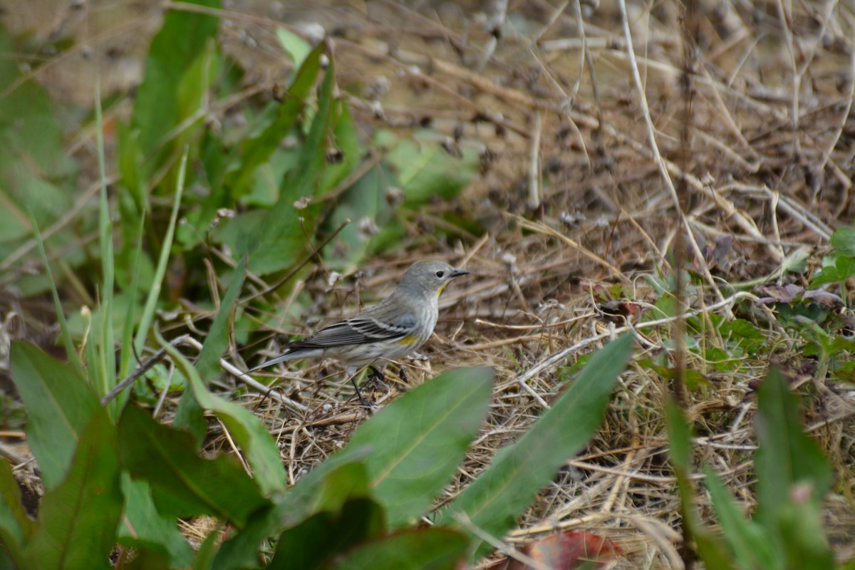 Yellow-rumped Warbler (Audubon's) - ML50302271