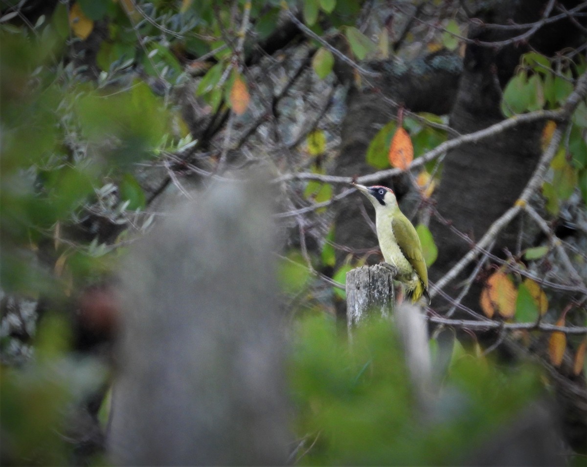 Eurasian Green Woodpecker (Eurasian) - ML503022821