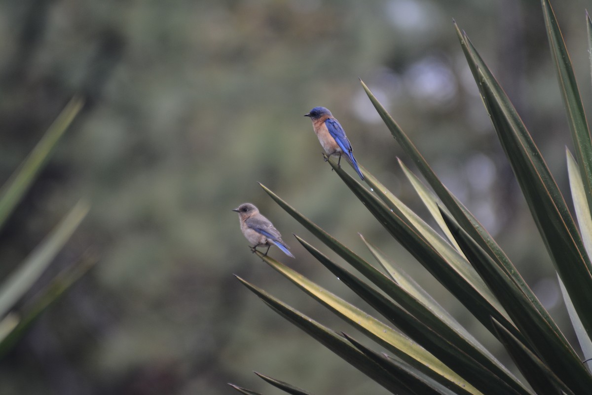 Eastern Bluebird - Nate Brown