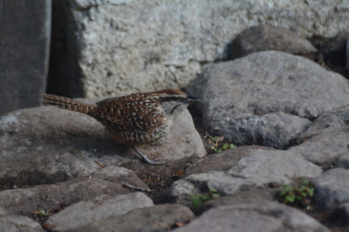 Spotted Wren - ML50302331