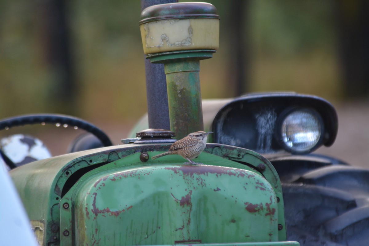 Spotted Wren - ML50302351