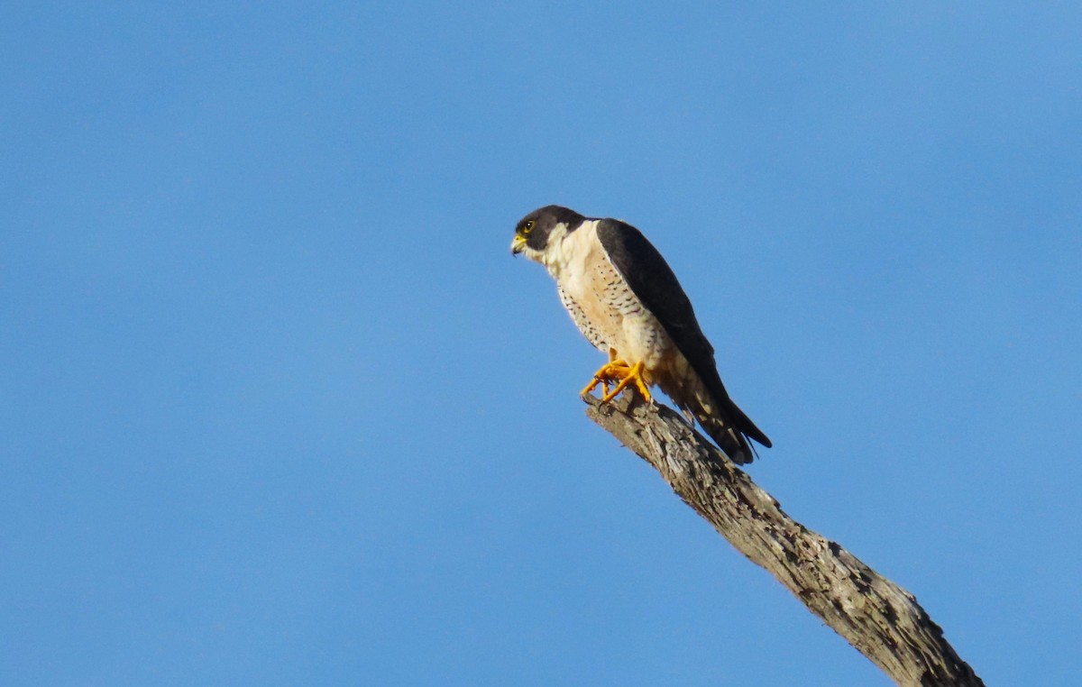 Peregrine Falcon - Conservancy Volunteers