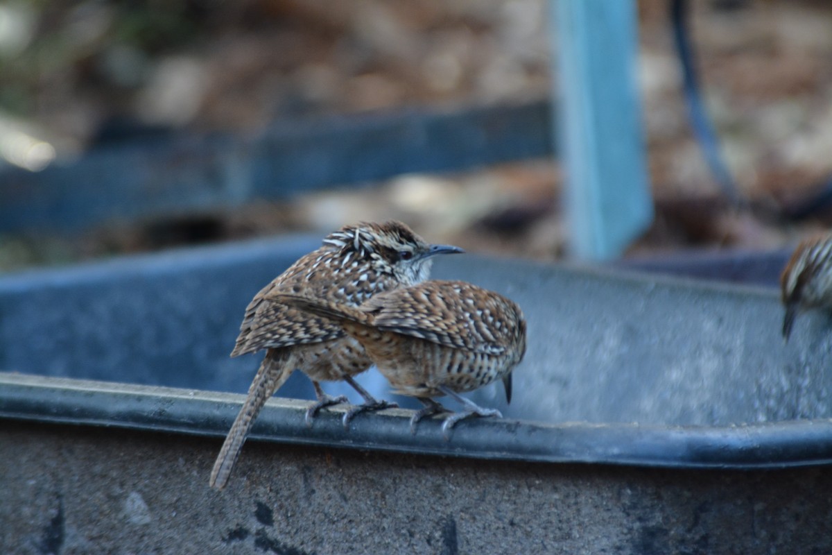 Spotted Wren - ML50302371