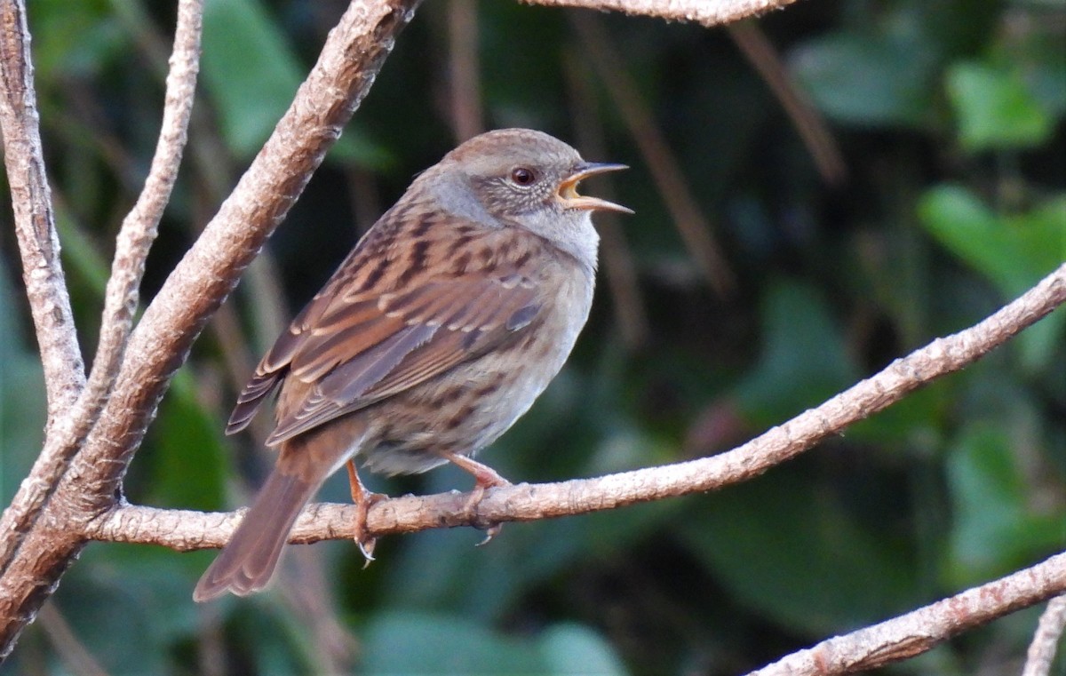 Dunnock - ML503024321