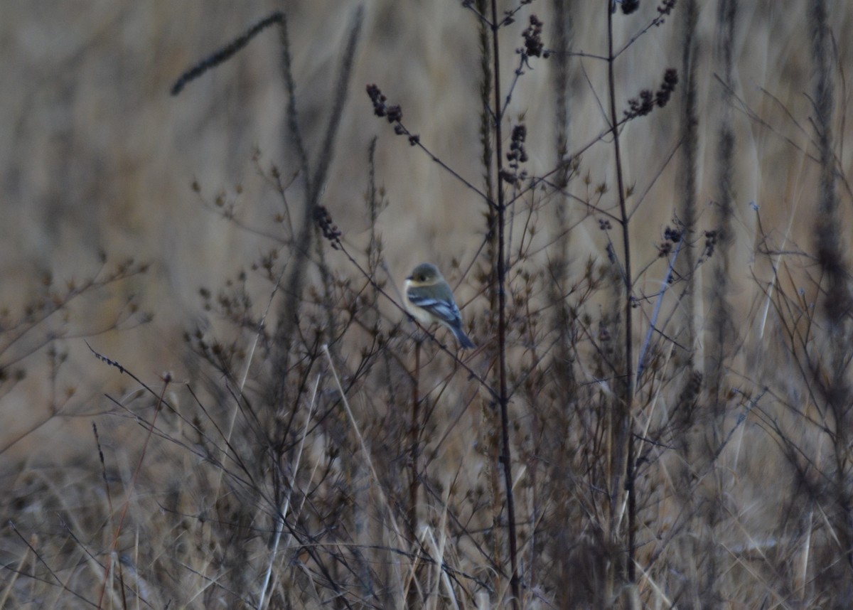 Buff-breasted Flycatcher - Nate Brown