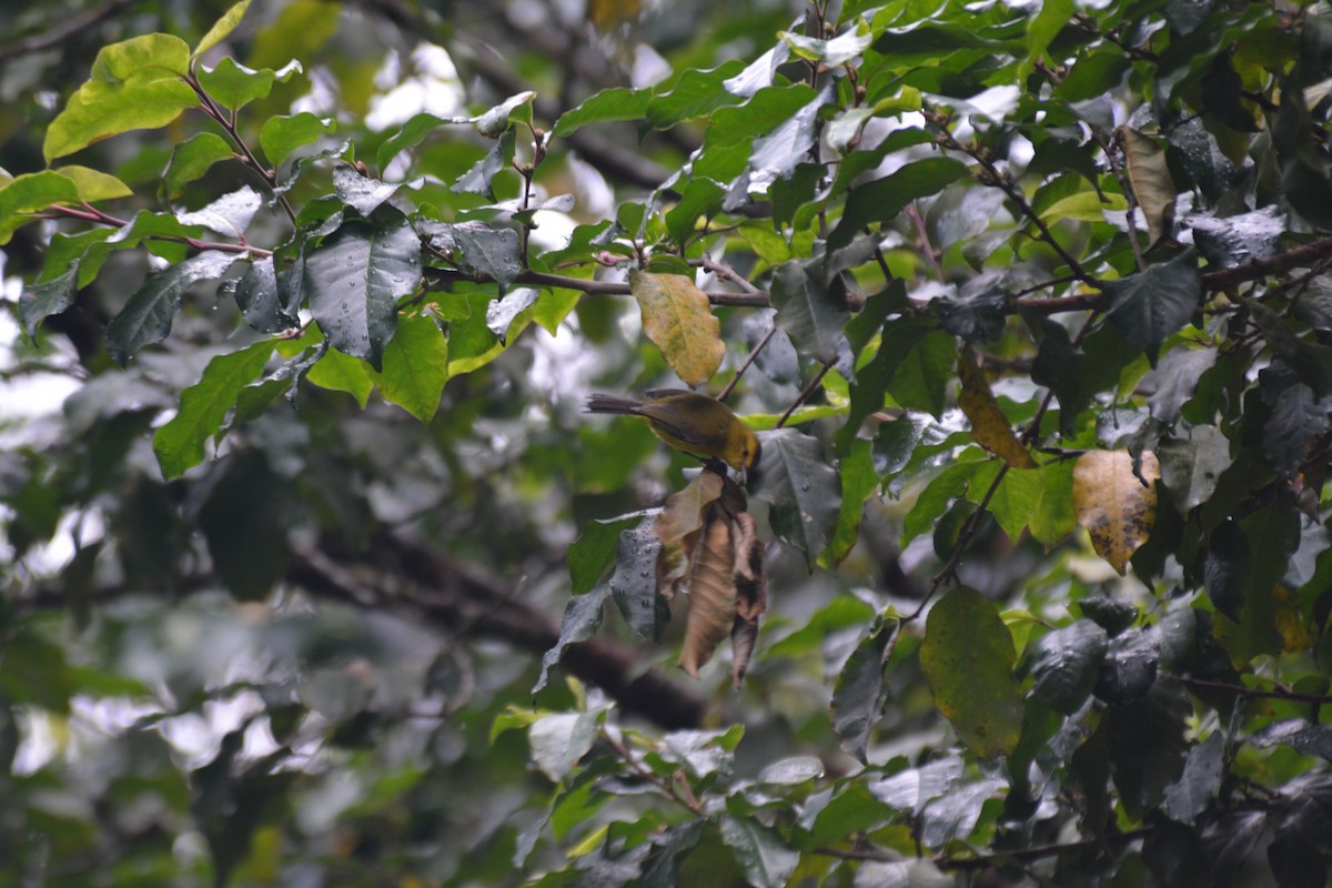 Golden Vireo - ML50302481