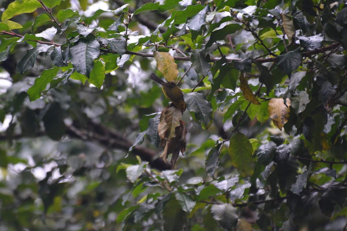 Vireo Dorado - ML50302501