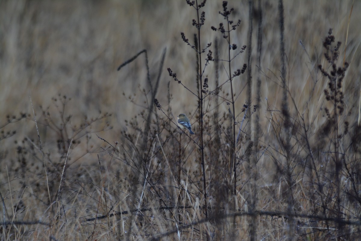 Buff-breasted Flycatcher - ML50302511