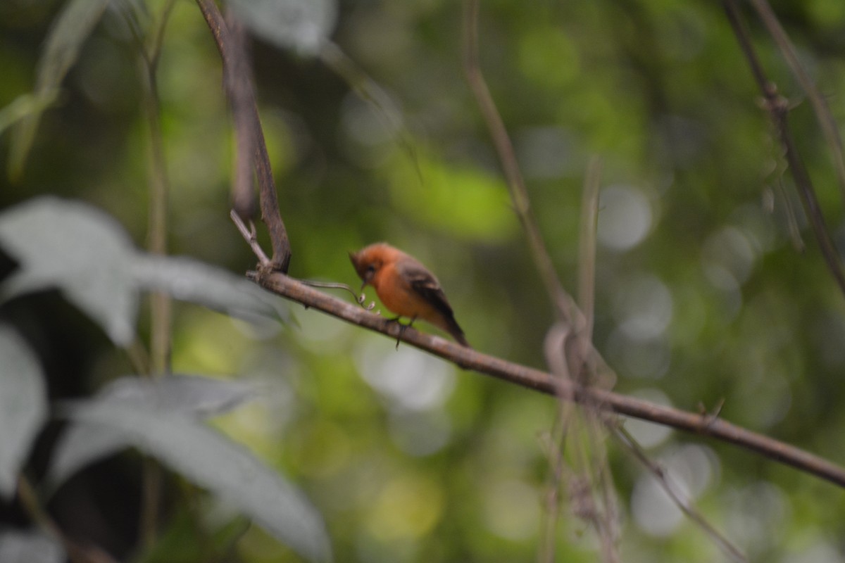 Tufted Flycatcher - ML50302591