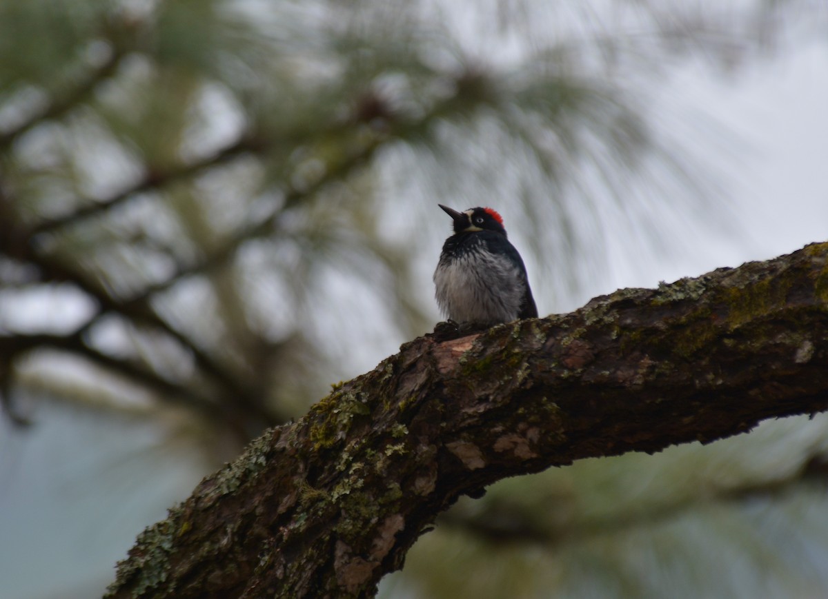 Acorn Woodpecker - ML50302631