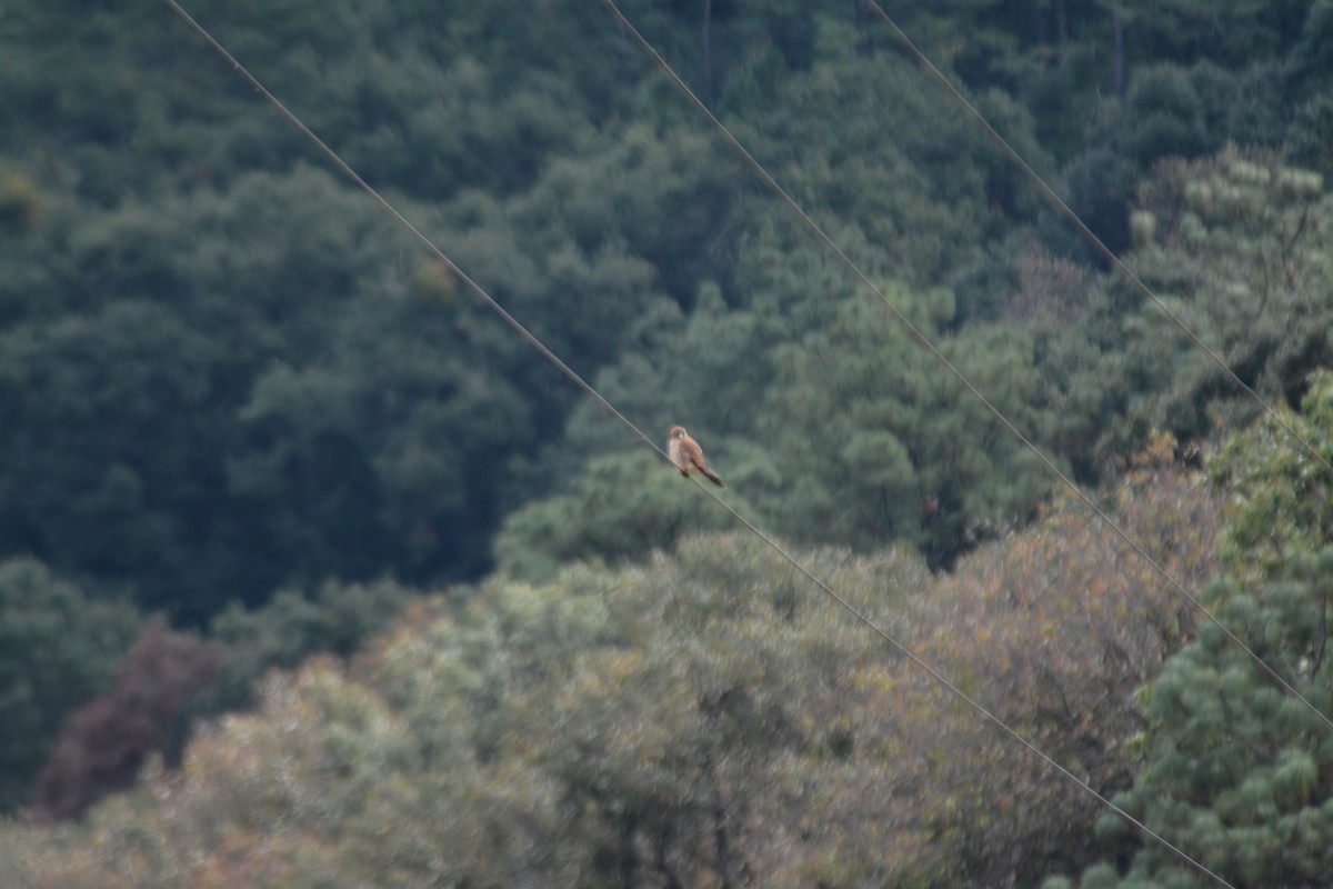 American Kestrel - ML50302651