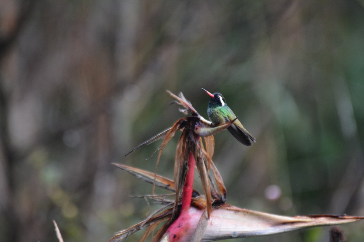 White-eared Hummingbird - ML50302691