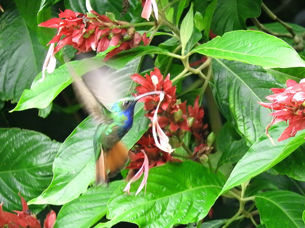 Lazuline Sabrewing - Alfredo Rosas