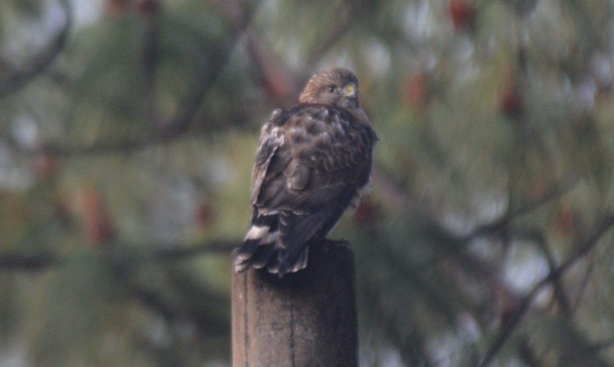 Broad-winged Hawk - ML50302771