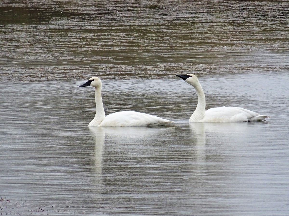 Cygne trompette - ML503027721