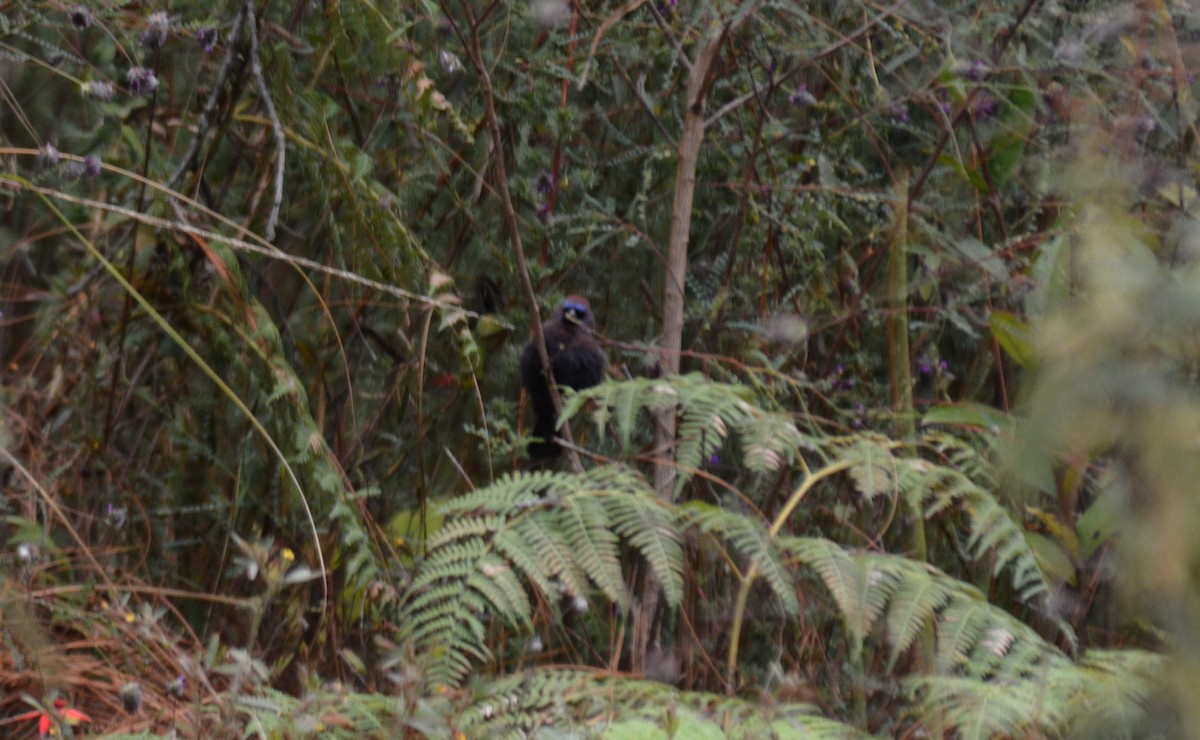 Varied Bunting - ML50302791