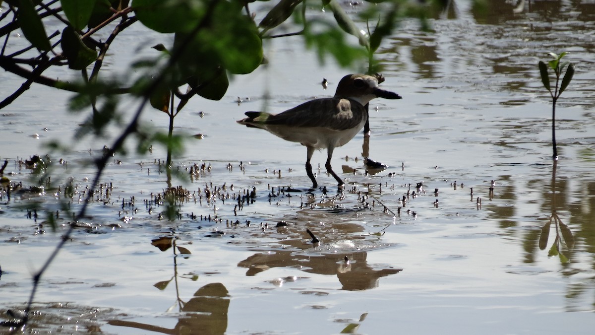 Wilson's Plover - ML503028081