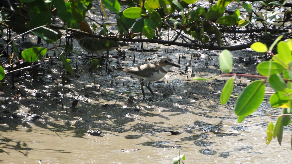 Wilson's Plover - ML503028091