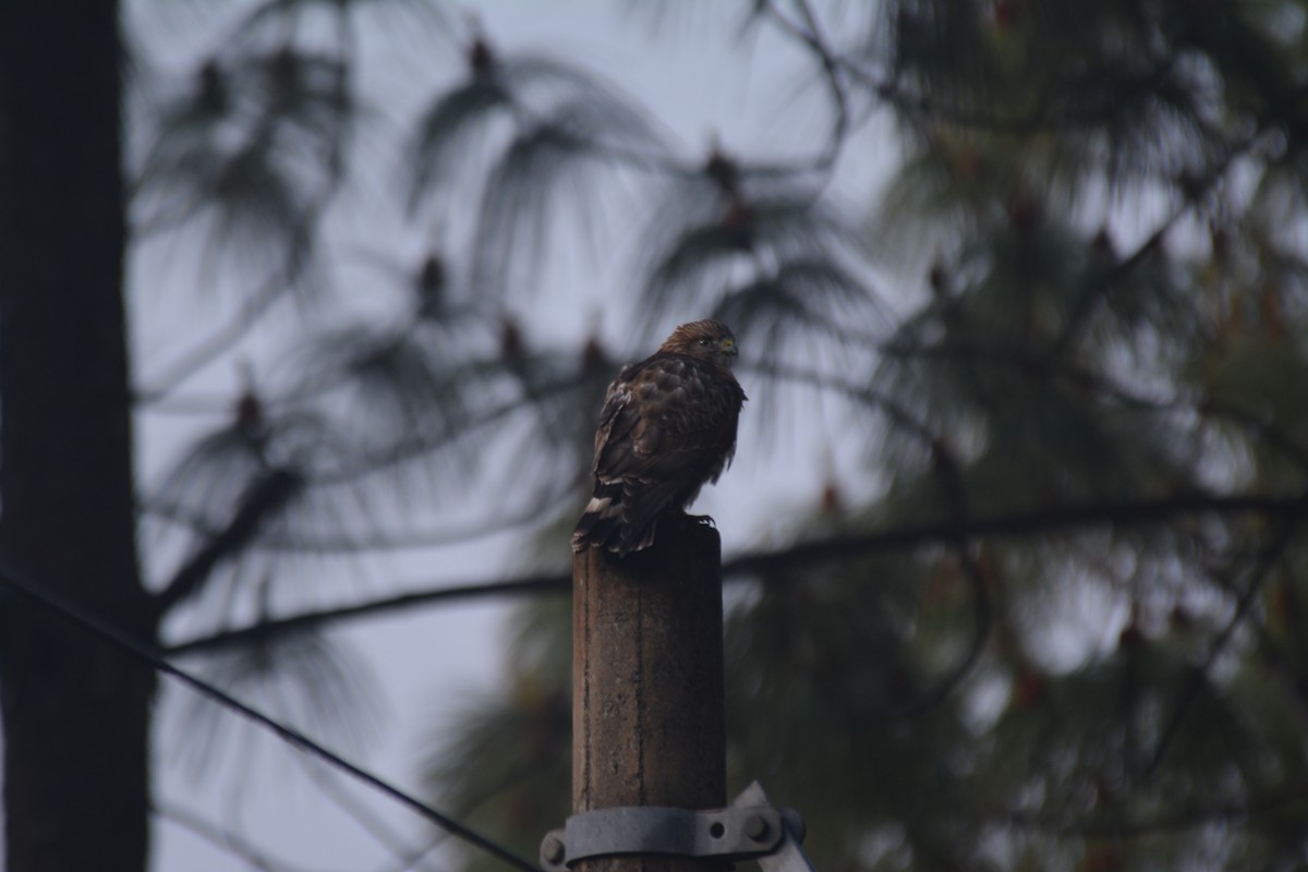 Broad-winged Hawk - ML50302811