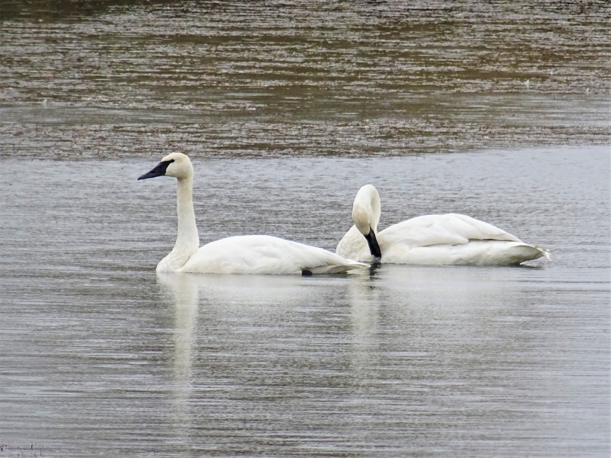 Cygne trompette - ML503028241