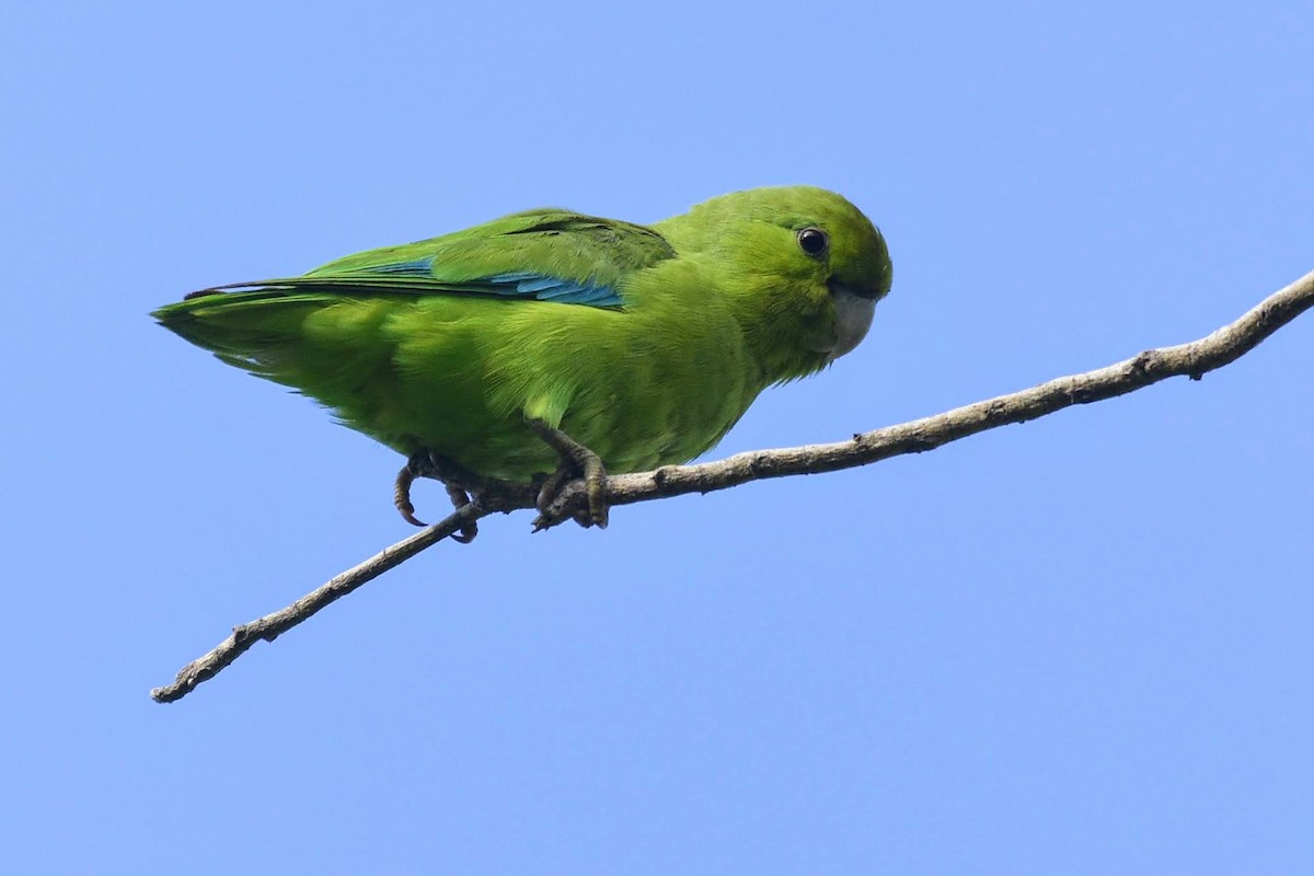 Blaubürzel-Sperlingspapagei - ML503028341