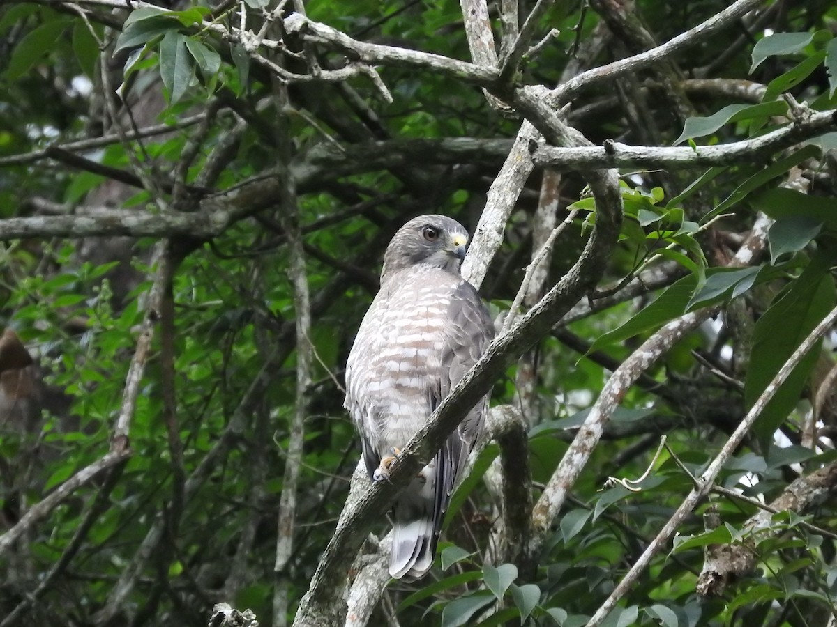 Broad-winged Hawk - ML503028591