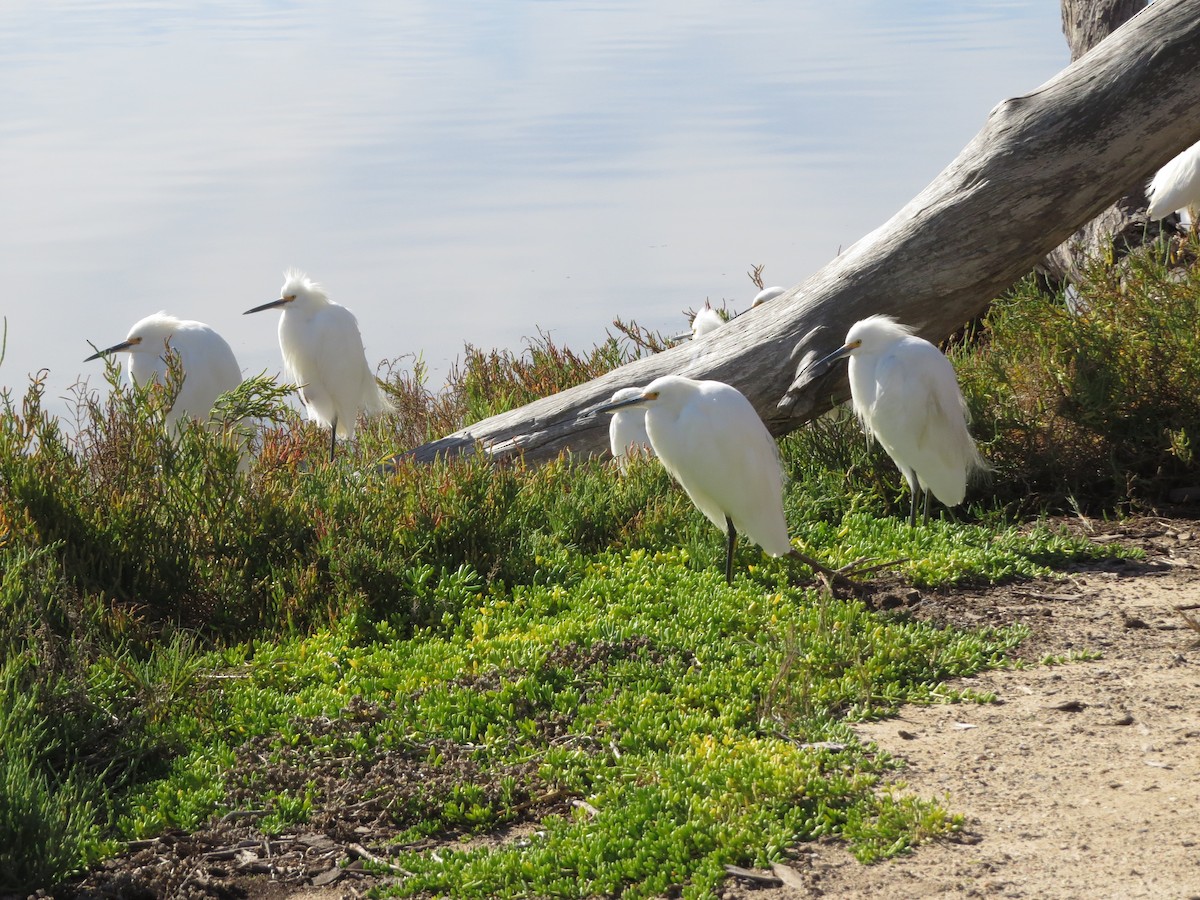 Snowy Egret - Terry Hill