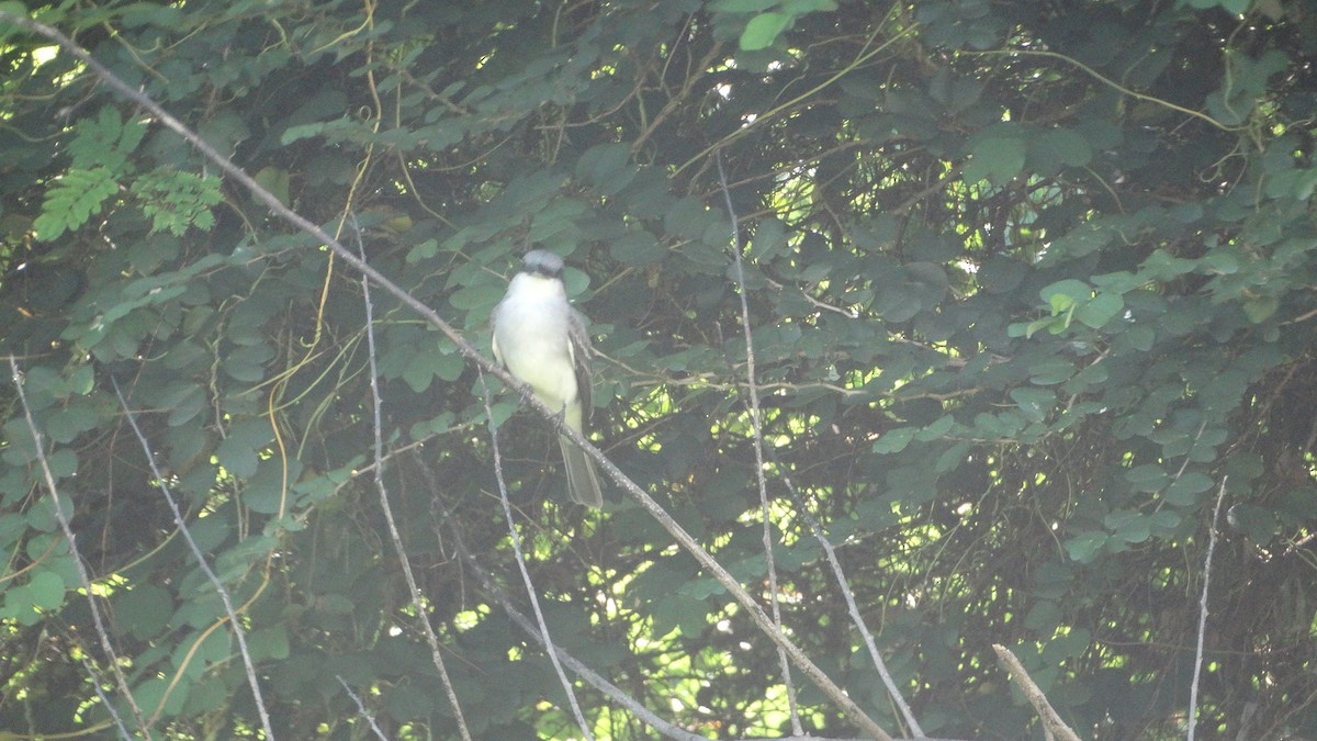 Gray Kingbird - Kenrith Carter