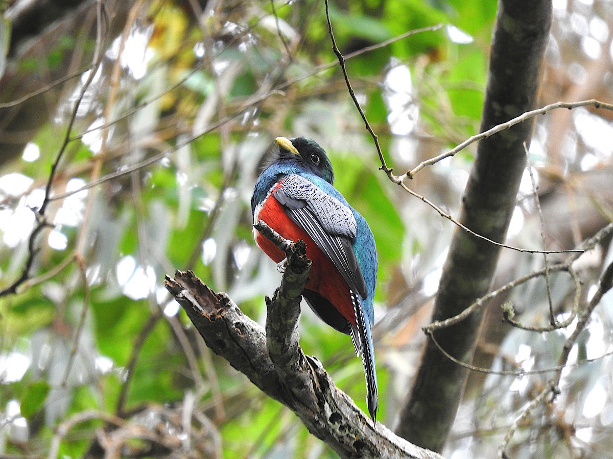 Collared Trogon - ML503030161