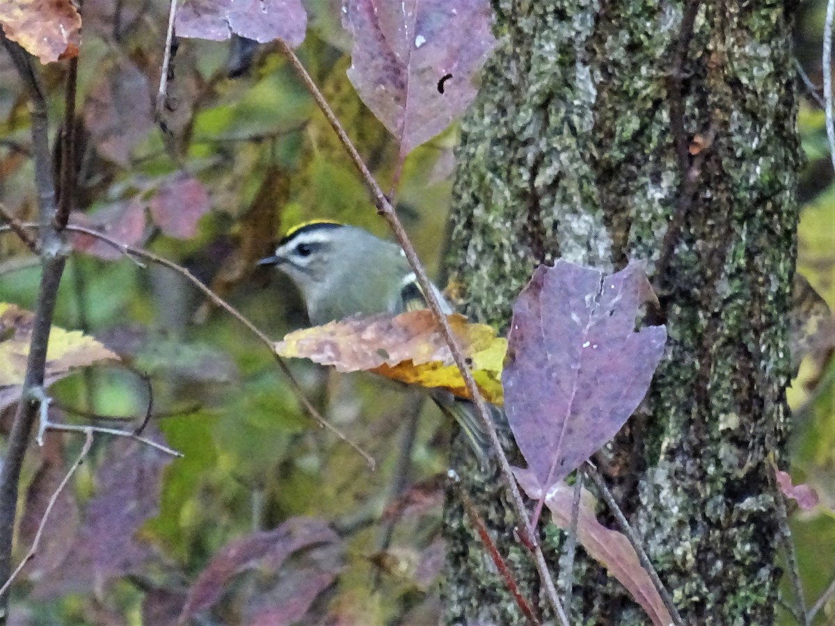 Roitelet à couronne dorée - ML503030211