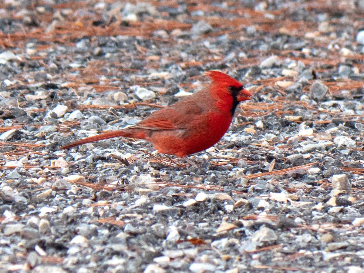 Northern Cardinal - ML503030661
