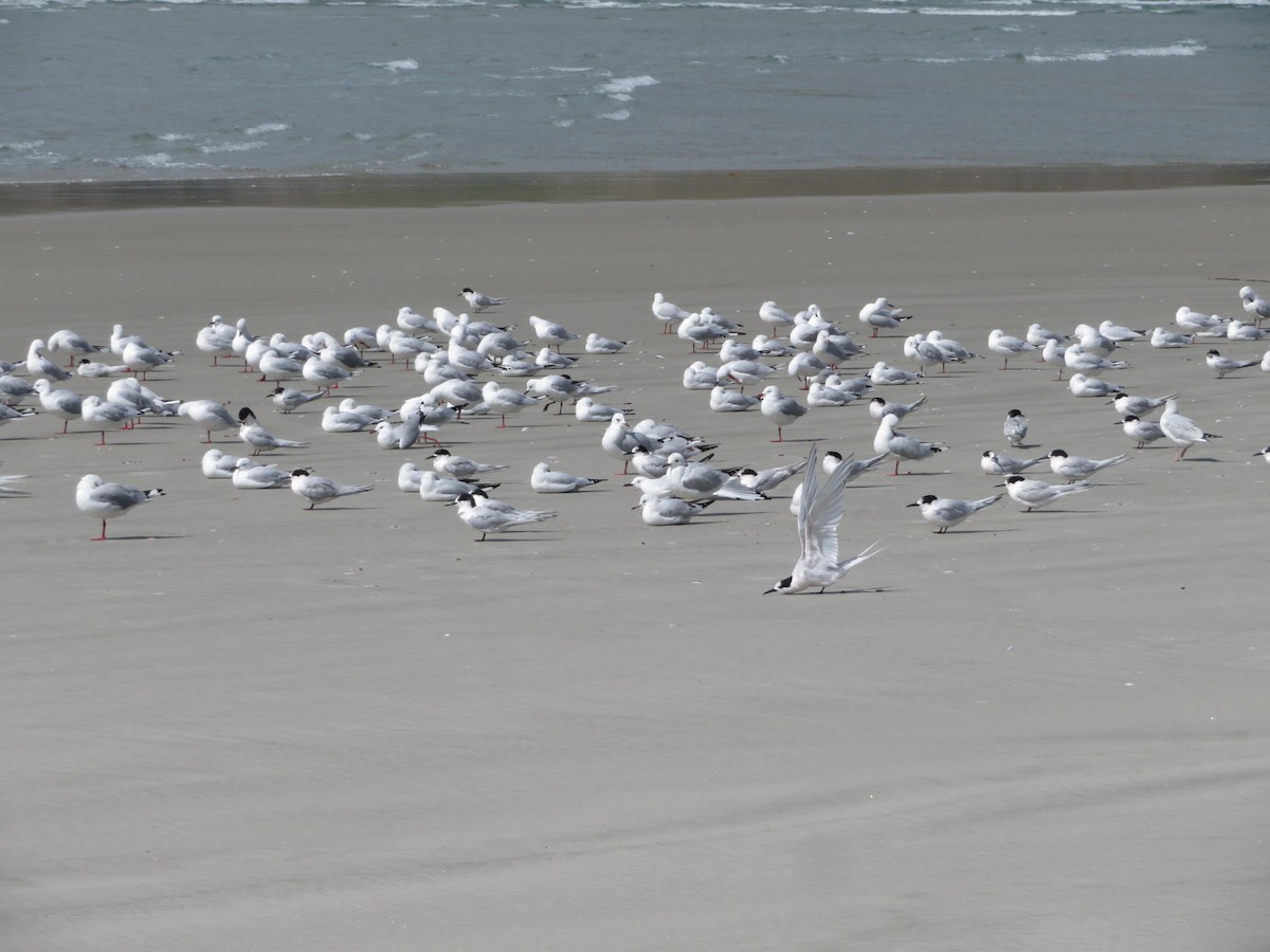 White-fronted Tern - Maggie Evans