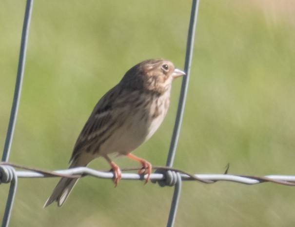 Vesper Sparrow - ML503031111