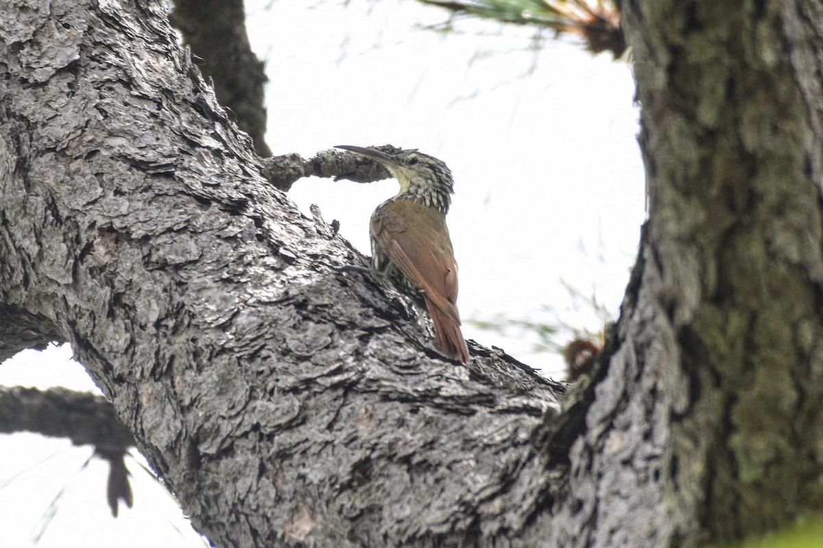 White-striped Woodcreeper - David de Rivera Tønnessen