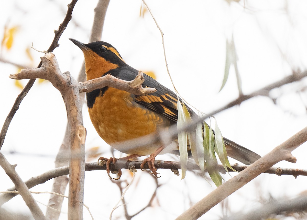 Varied Thrush - ML503032071