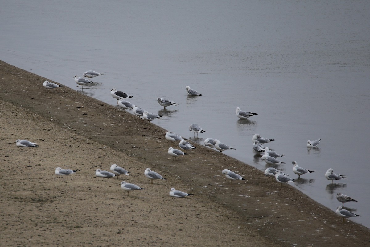 Lesser Black-backed Gull - Cathy Cox